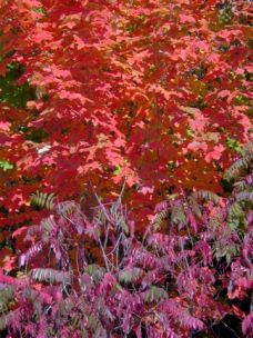 Local autumn color taken by my sweetie