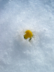 Winter Aconite