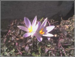 April Crocus