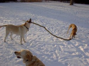 These two canines have the best stick ever. Note Gracie in the foreground looking to the left. This is why...