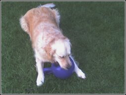 You don't want to share? Okay. I eat it myself. Hm. I think Gracie Golden Pup gets her butt from my side of the family, too.