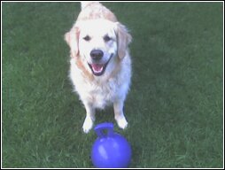 If you want to play, I can share my favorite toy with you?