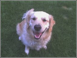 Gracie Golden Pup got her nose from my side of the family. Her blonde hair, too.