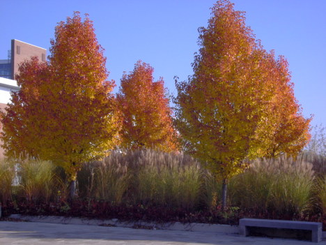 autumntrees