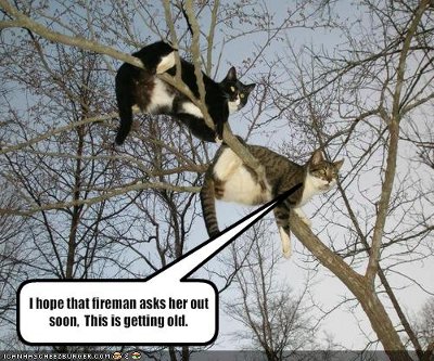 funny-pictures-cats-are-stuck-in-a-tree-for-you