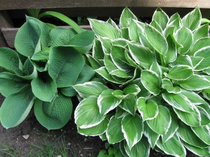 Hostas Before