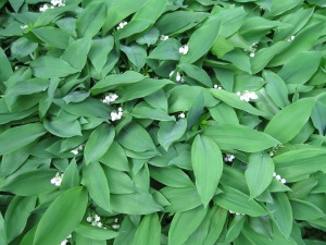 Lily of the Valley Before