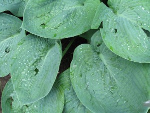 Hosta After