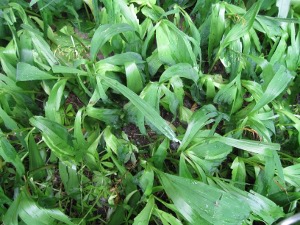 Lily of the Valley After