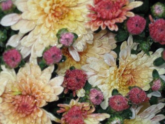 October NewChrys October NewChrys