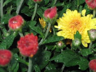 OctoberChrysDew OctoberChrysDew