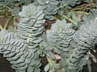 OctoberDew OctoberDew