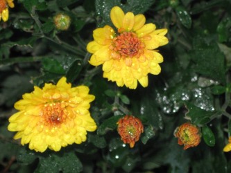 OctoberMiniChrys OctoberMiniChrys