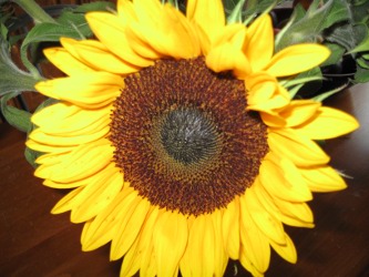 OctoberSunflower OctoberSunflower