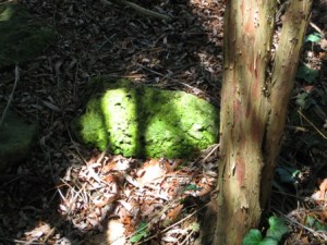 mossygloryEGApril2010