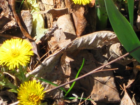 yellowsplashEGApril2010