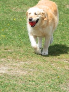 Gracie plays 1 May 2010