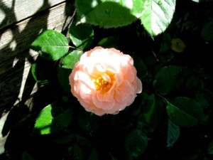Early Morning Pink Rose