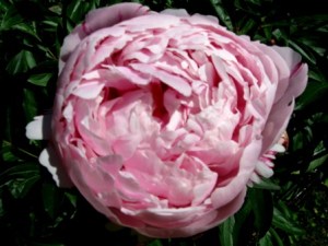 Peony