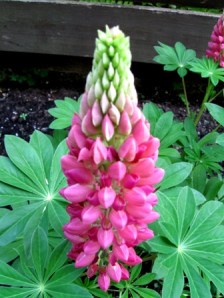 Lupine