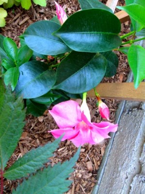 Mandeville Flower