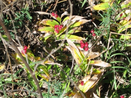 elen_grey_october_2010_IMG_1666