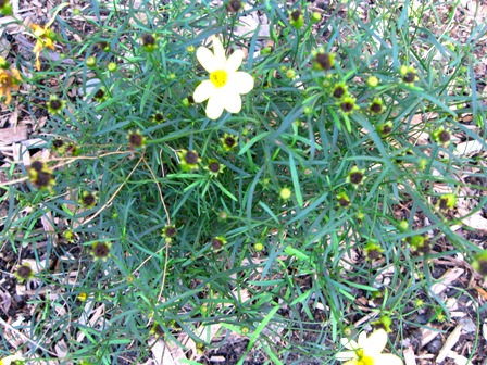 elen_grey_october_2010_moonbeam_coreopsisIMG_1739