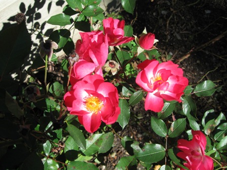 elen_grey_october_2010_nearly_wild_rose_IMG_1729