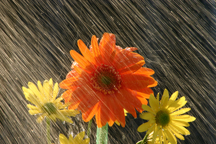 Rain Flowers