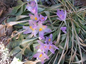 IMG_2359_2_elengrey_crocus_patch_2011