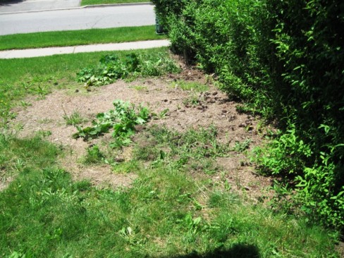 IMG_2514_elengrey_2011