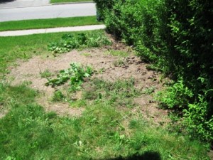 IMG_2514_elengrey_2011