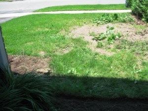 IMG_2527_elengrey_2011