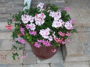 IMG_2933_2_elengrey_2011