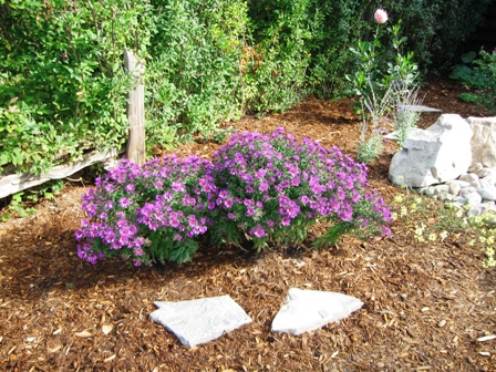 IMG_2978_2_elengrey_2011