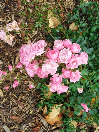 IMG_3161_2_elengrey_2011