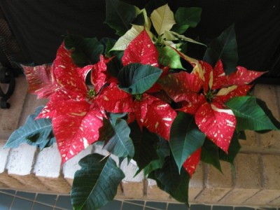 Poinsettia Compromise