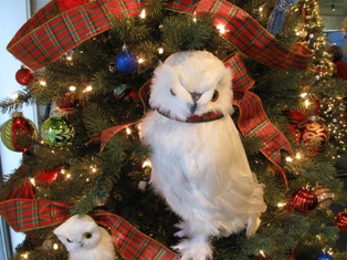 IMG_3287_TSC_closeup_elengrey_2011