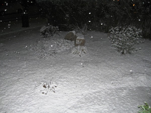 IMG_3368_2_elengrey_dec_2011