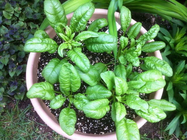 first_container_spinach_may_2012