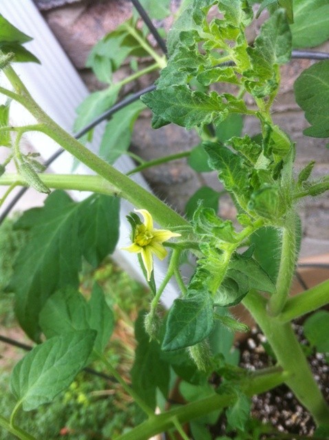 first_heirloom_tomato_blossom_may_2012