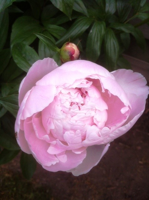 first_peony_blossom_may_2012