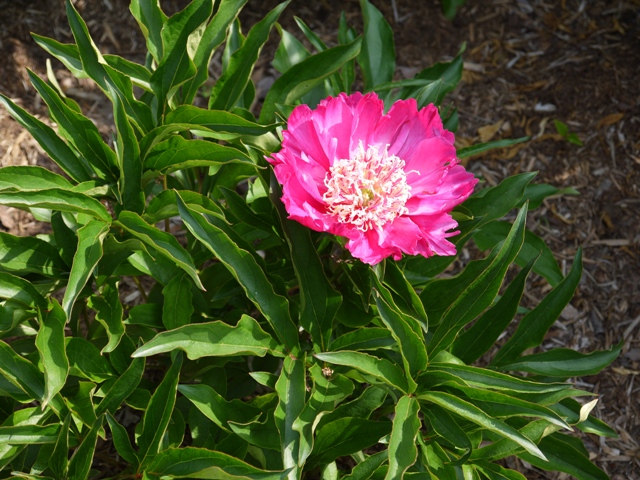 014_peony3_Mr_G_june_2012