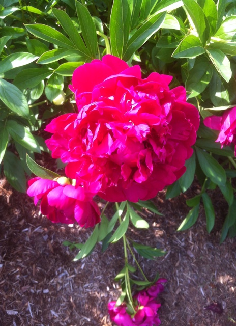 peony4_elengrey_june_2012
