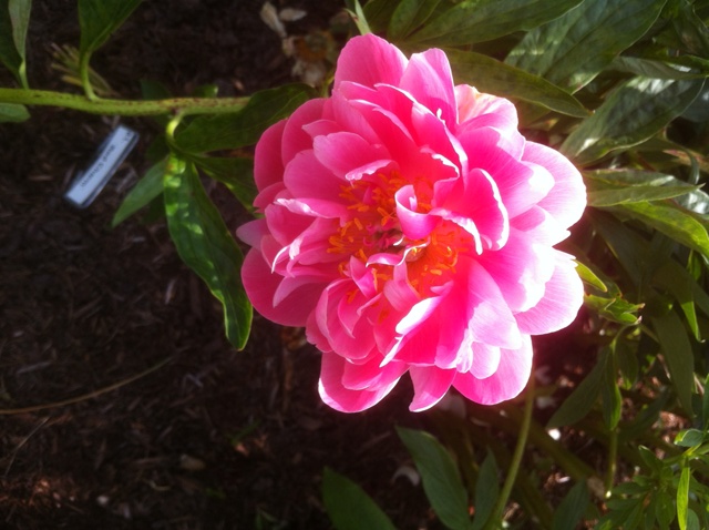 peony8_elengrey_june_2012