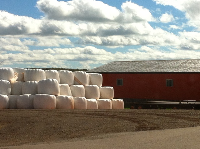 marshmallow_barn_1_elengrey_september_2012