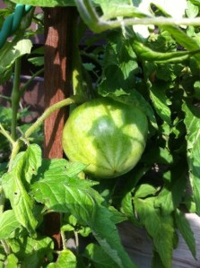 noname_tomato_2_elengrey_october_2012