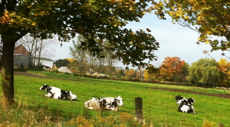 oreo_cows_elengrey_october_2012