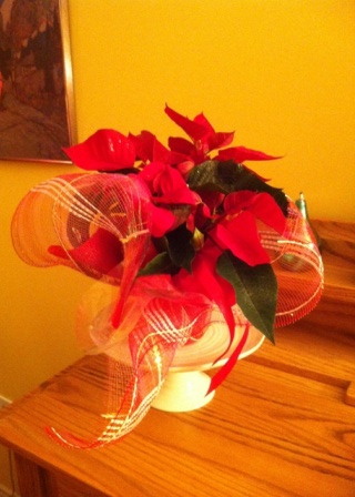 poinsettia_elengrey_november_2012