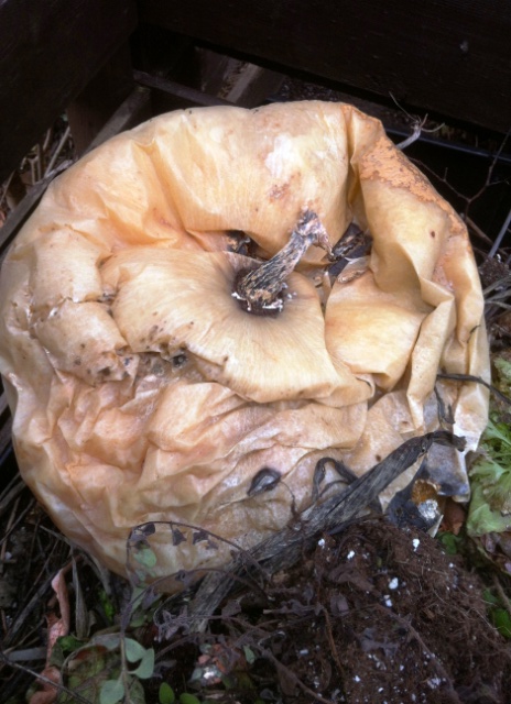 pumpkin_decomposition_elengrey_december_2012